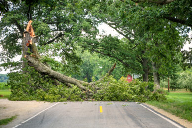 Fallen Tree Blocking A Road