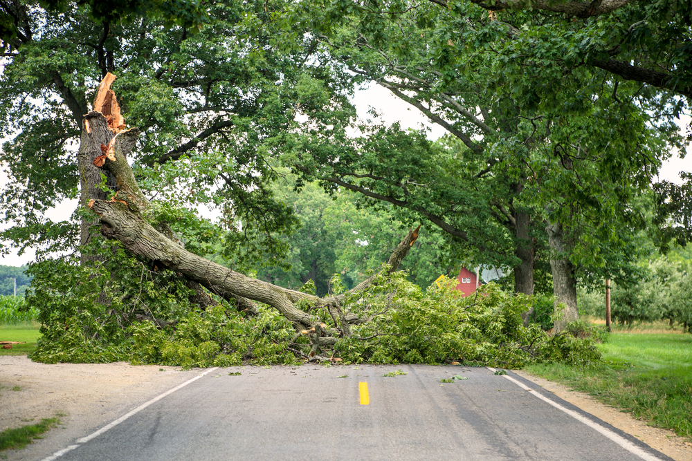 Fallen tree blocking a road