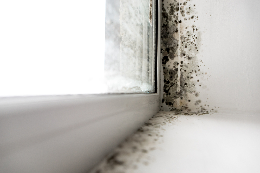 Mold In The Corner Near A Window